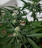 20260208_062409.jpg 20260208_062409.jpg