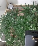 20260208_063144.jpg 20260208_063144.jpg