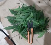 20250826_080808.jpg 20250826_080808.jpg