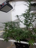 20260208_071530.jpg 20260208_071530.jpg