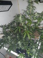 20260208_071506.jpg 20260208_071506.jpg