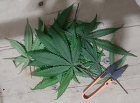 20250903_081712.jpg 20250903_081712.jpg