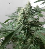 20260208_102950.jpg 20260208_102950.jpg