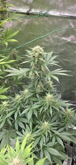 Screenshot_20260208_125039_Gallery.jpg Screenshot_20260208_125039_Gallery.jpg