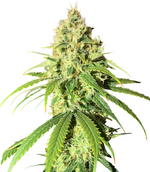 1770570224787.png 1770570224787.png