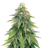 1770570239195.png 1770570239195.png