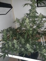 20260209_055932.jpg 20260209_055932.jpg