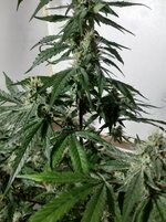 20260209_055853.jpg 20260209_055853.jpg