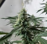 20260209_061131.jpg 20260209_061131.jpg