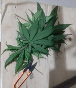 20260209_062526.jpg 20260209_062526.jpg