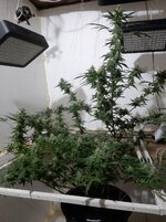 20260209_063428.jpg 20260209_063428.jpg