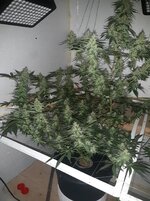 20260209_065015.jpg 20260209_065015.jpg