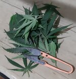 20250911_081348.jpg 20250911_081348.jpg