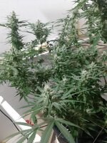 20260209_070532.jpg 20260209_070532.jpg