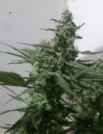 20250915_090054.jpg 20250915_090054.jpg