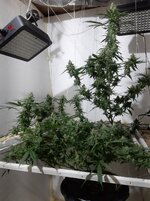 20260210_064833.jpg 20260210_064833.jpg