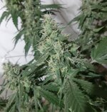 20260211_052847.jpg 20260211_052847.jpg