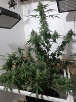 20260211_053437.jpg 20260211_053437.jpg