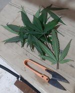 20250921_074534.jpg 20250921_074534.jpg