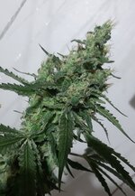 20250924_075413.jpg 20250924_075413.jpg