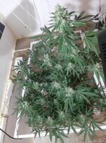 20260212_055011.jpg 20260212_055011.jpg