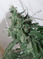 20250925_082115.jpg 20250925_082115.jpg