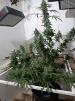 20260212_060513.jpg 20260212_060513.jpg