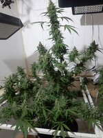 20260212_061840.jpg 20260212_061840.jpg