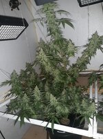 20260212_061852.jpg 20260212_061852.jpg