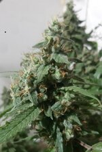 20250928_073538.jpg 20250928_073538.jpg