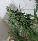 20250928_073505.jpg 20250928_073505.jpg