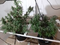 20260212_062242.jpg 20260212_062242.jpg