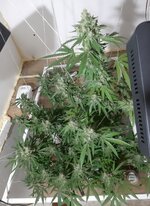 20260212_063210.jpg 20260212_063210.jpg