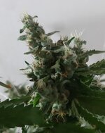 20250930_072636.jpg 20250930_072636.jpg