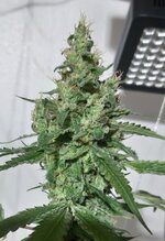 20250930_072522.jpg 20250930_072522.jpg