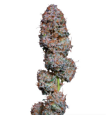 1770888936495.png 1770888936495.png