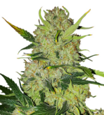 1770888948946.png 1770888948946.png