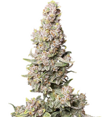 1770919937216.png 1770919937216.png