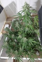 20260213_053026.jpg 20260213_053026.jpg