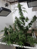 20260213_053038.jpg 20260213_053038.jpg