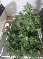 20260213_053500.jpg 20260213_053500.jpg