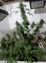 20260213_053446.jpg 20260213_053446.jpg