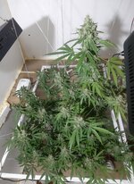 20260213_053739.jpg 20260213_053739.jpg