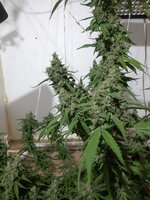 20260213_053713.jpg 20260213_053713.jpg