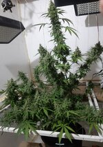 20260213_054136.jpg 20260213_054136.jpg