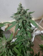 20260213_054113.jpg 20260213_054113.jpg