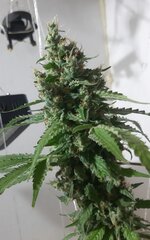 20260213_054125.jpg 20260213_054125.jpg