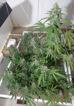 20260213_054403.jpg 20260213_054403.jpg