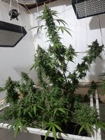 20260213_054426.jpg 20260213_054426.jpg