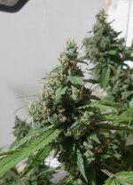 20251005_084704.jpg 20251005_084704.jpg